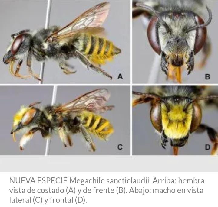 Sancticlaudii es una especie nueva de abeja descubierta en la estancia San Claudio de la UBA (Hortensia)