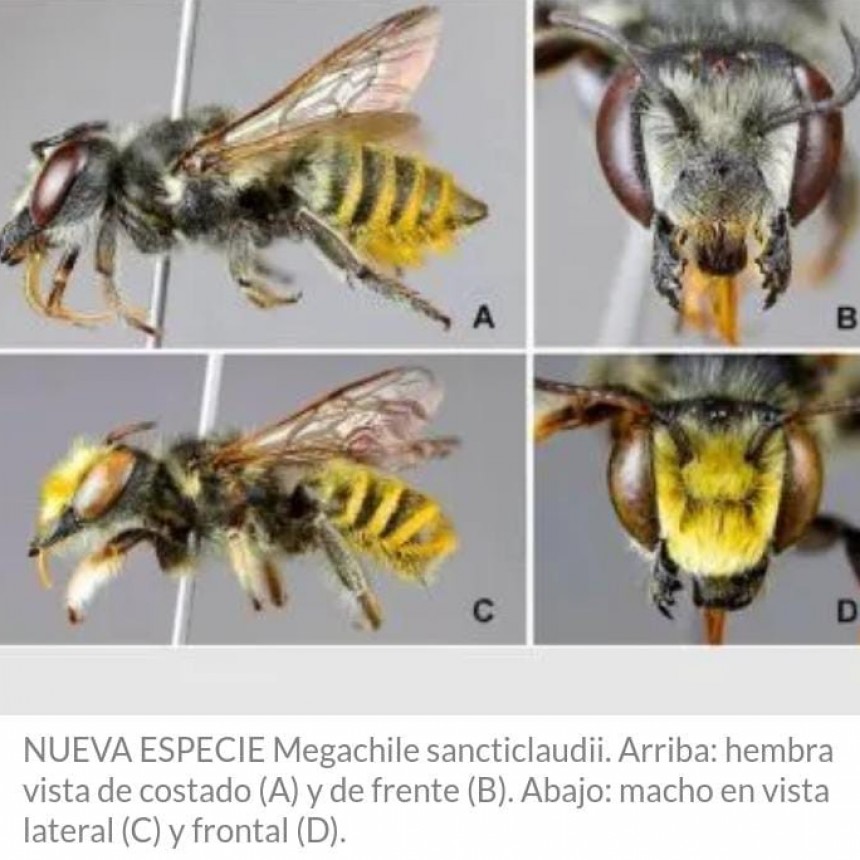 Sancticlaudii es una especie nueva de abeja descubierta en la estancia San Claudio de la UBA (Hortensia)